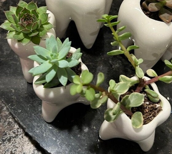 Tooth Vase Dental Desk Decor Dental Vase Tooth Planter Molar Tooth Succulent Planter Tooth Decor Dental Office Gift RDH Gift RDA Gift Dental