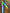 Tooth Pens: Top Gum, Gnome, Denture, Multi, Brown Hair and Impplant