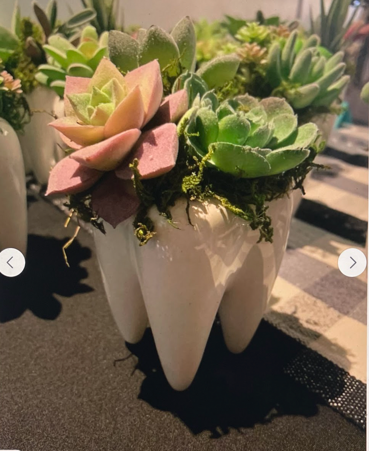 Dental Vases and Planters