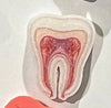 Tooth Earrings