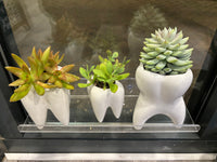 White tooth-shaped molar planter vase from Teeth Obsessed, featuring a detailed dental tooth design, ideal for small plants or succulents.