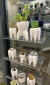 Teeth Obsessed Molar Vase with a realistic molar tooth design, perfect as a unique decorative vase or planter.
