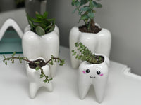 Dental Vase, Tooth Vase, Dental Planter, Tooth Planter, Dentist Gift, Dental Plant, Tooth Plant, Dental Succulent, Dental Appreciation