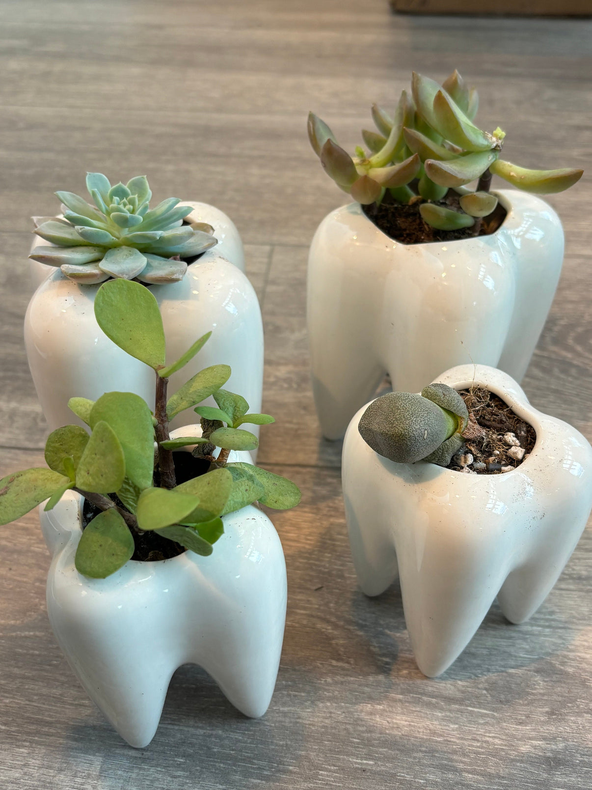Ceramic tooth-shaped vase from Teeth Obsessed, designed as a unique decorative vase and planter with detailed tooth design.