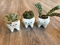 Smiling tooth-shaped ceramic succulent planter from Teeth Obsessed, featuring a cheerful dental-themed decor vase with green succulents.