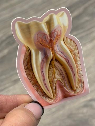 Dental Stickers | Dentist Office Decor | Dental Assistant Gift | Hygienist Sticker | Tooth Stickers | Dental Team Swag
