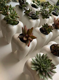 Ceramic Tooth Vase (Medium, Large, X-Large)