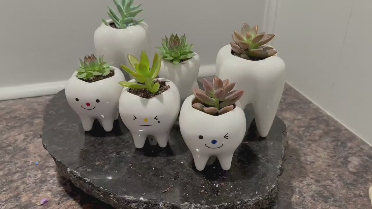 Smiling Dental Vase Tooth Vase Dental Desk Decor Tooth Planter Molar Tooth Succulent Planter Tooth Decor RDH Gift RDA Gift Dental