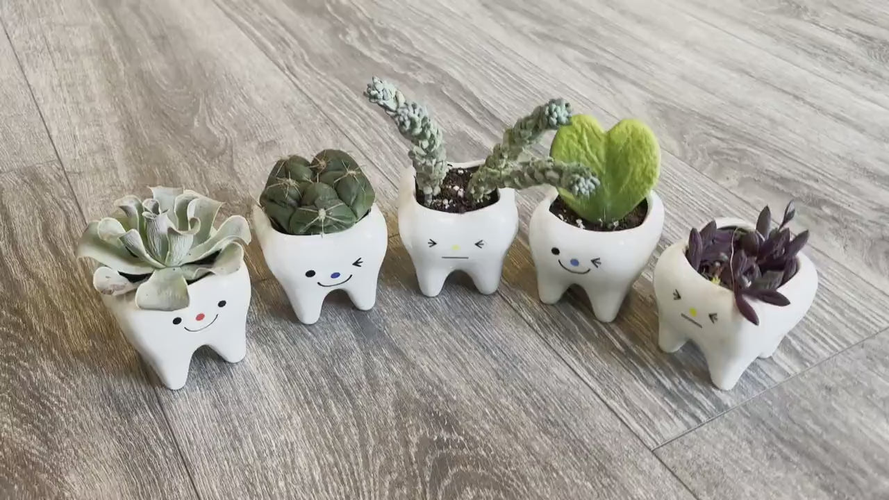 Molar Vase