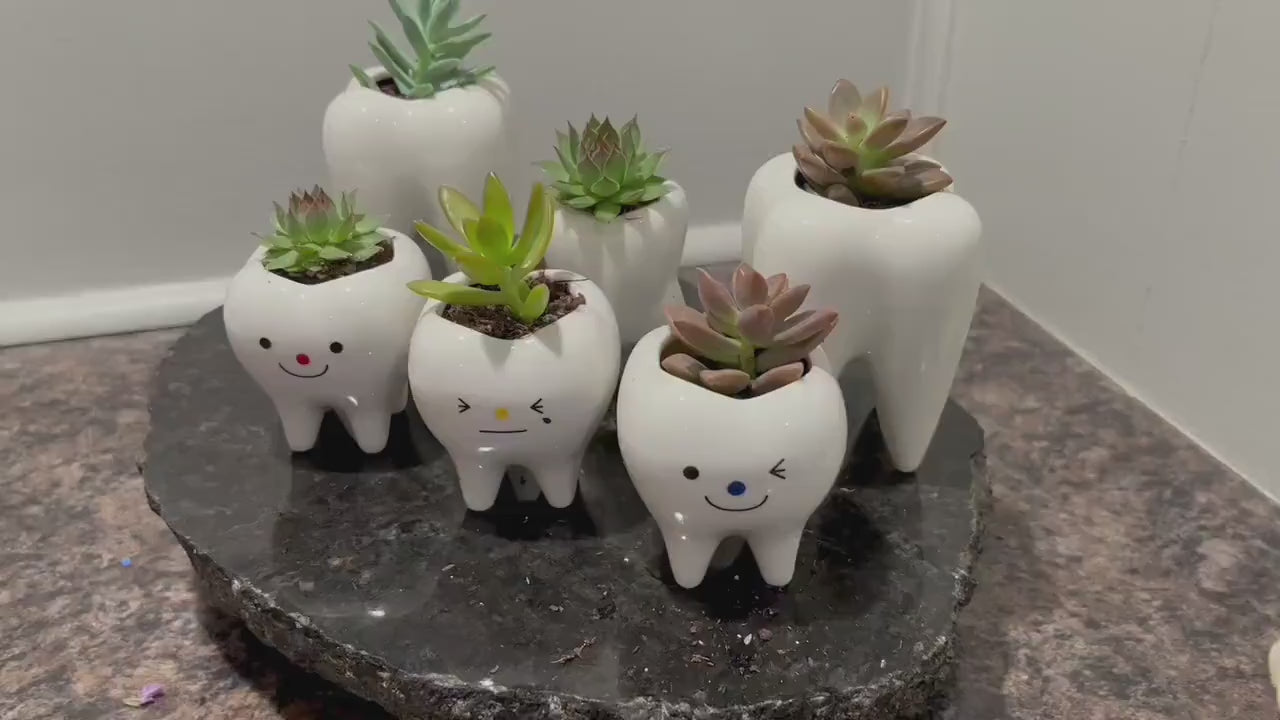 Smiling Tooth Succulent Planter: Ceramic Dental Decor