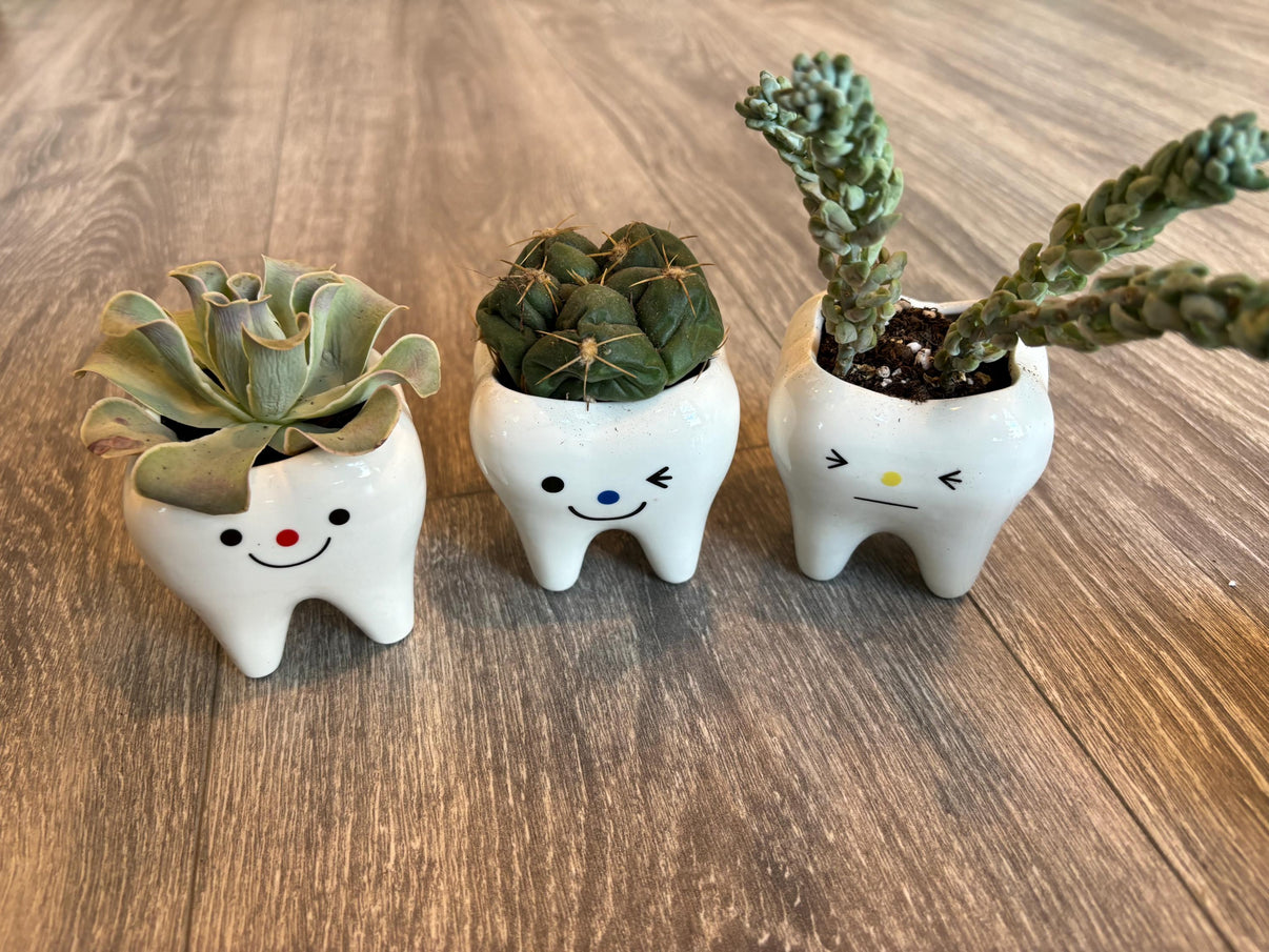 Set of three smiling tooth-shaped vases and planters with succulents, by Teeth Obsessed, showcasing playful dental-themed decor.