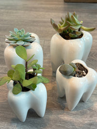 Ceramic Tooth Vase, Molar Succulent Planter, Dental Gift